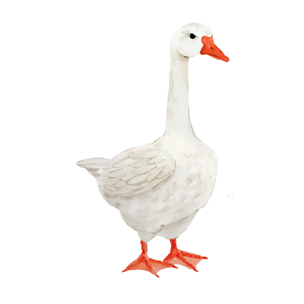 Jojo de gans - Dieren muursticker