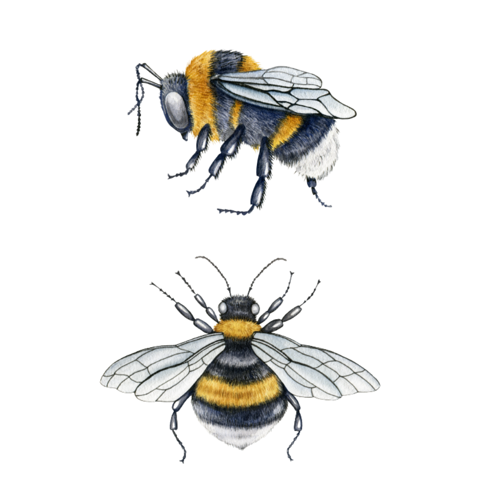 hommels muurstickers kinderkamer