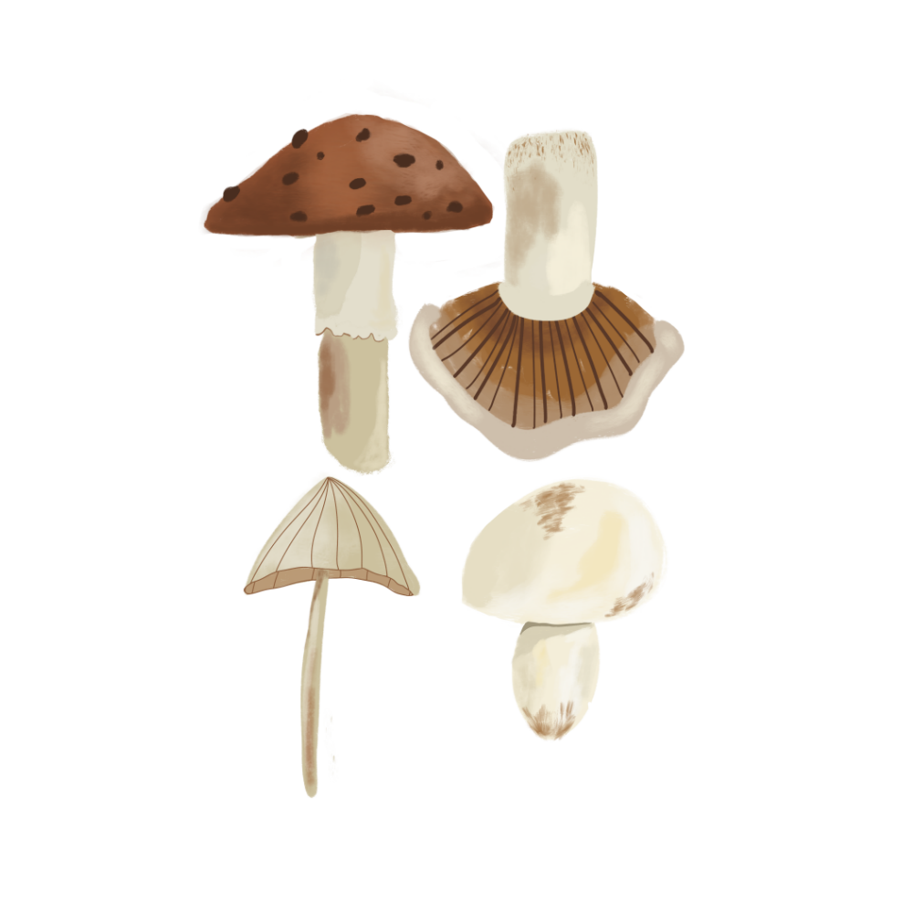 The Mushrooms - wall stickers