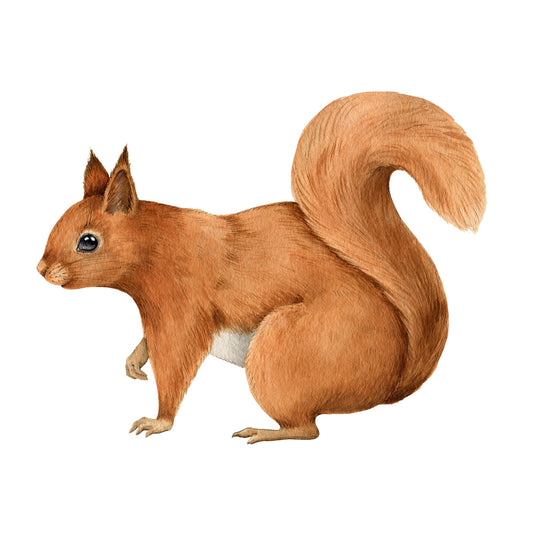 Squirrel - Animal Wall Sticker